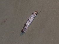 Blastodacna bicristatella